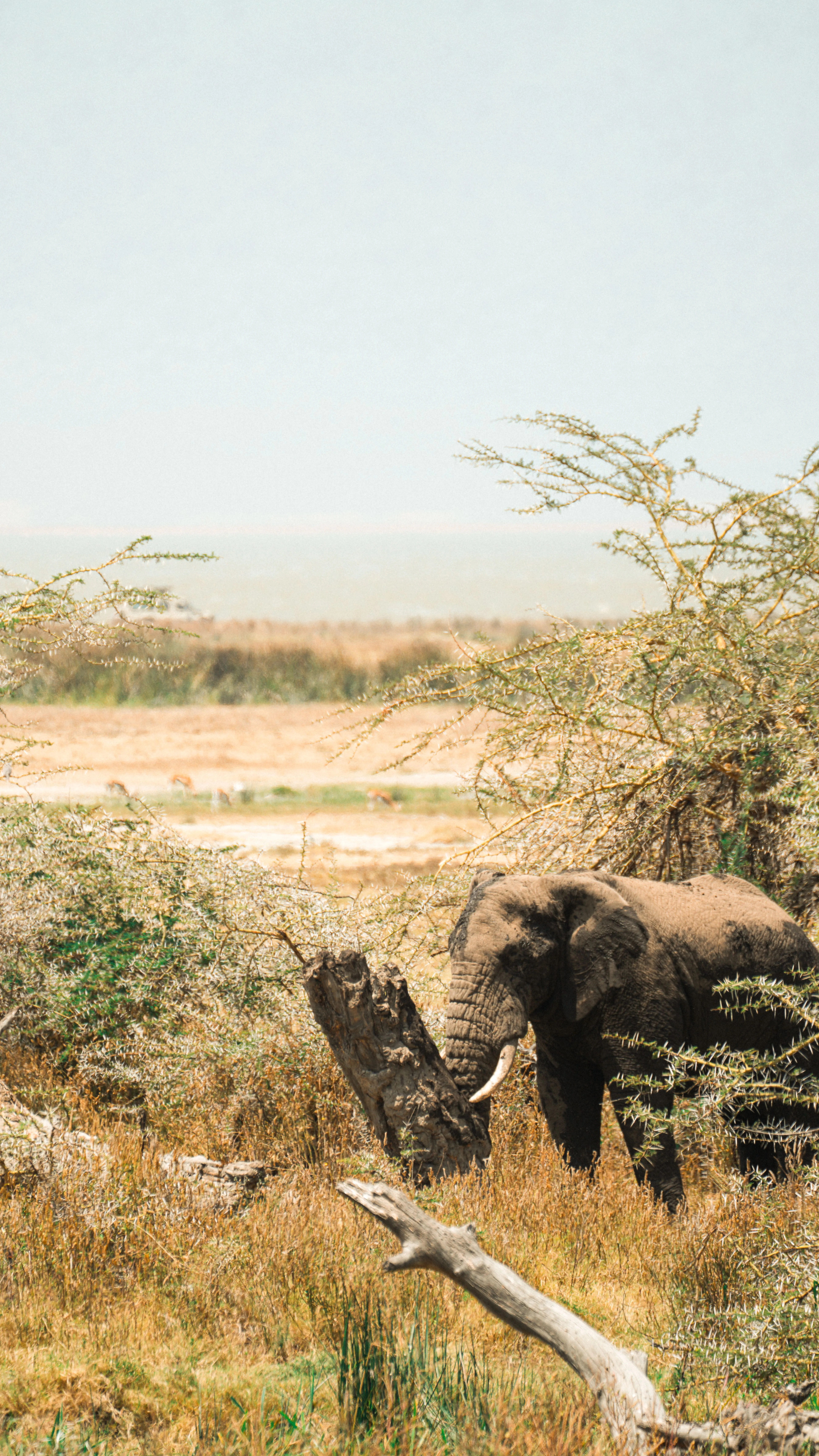 Serengeti