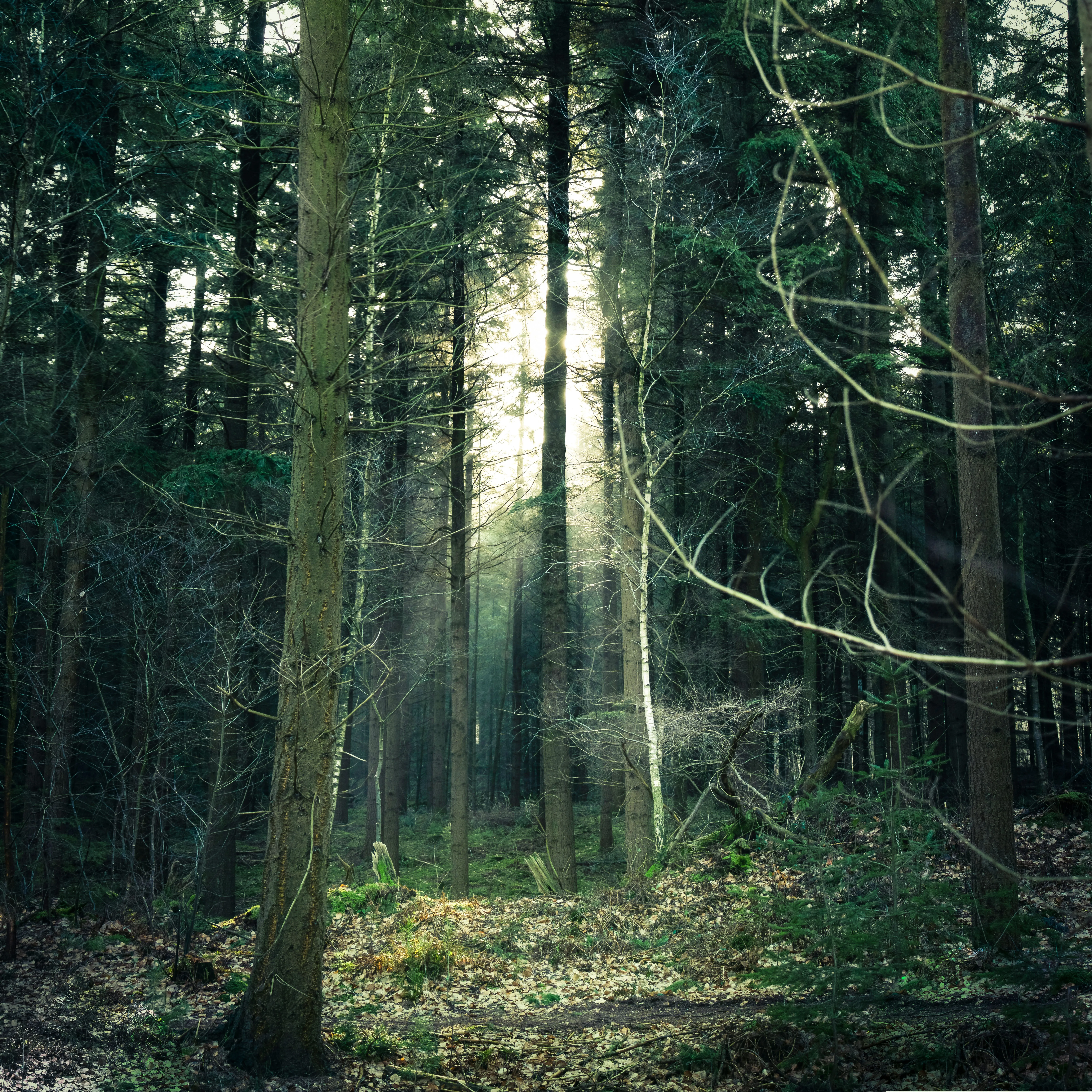 Sunlight streaming through dense forest canopy