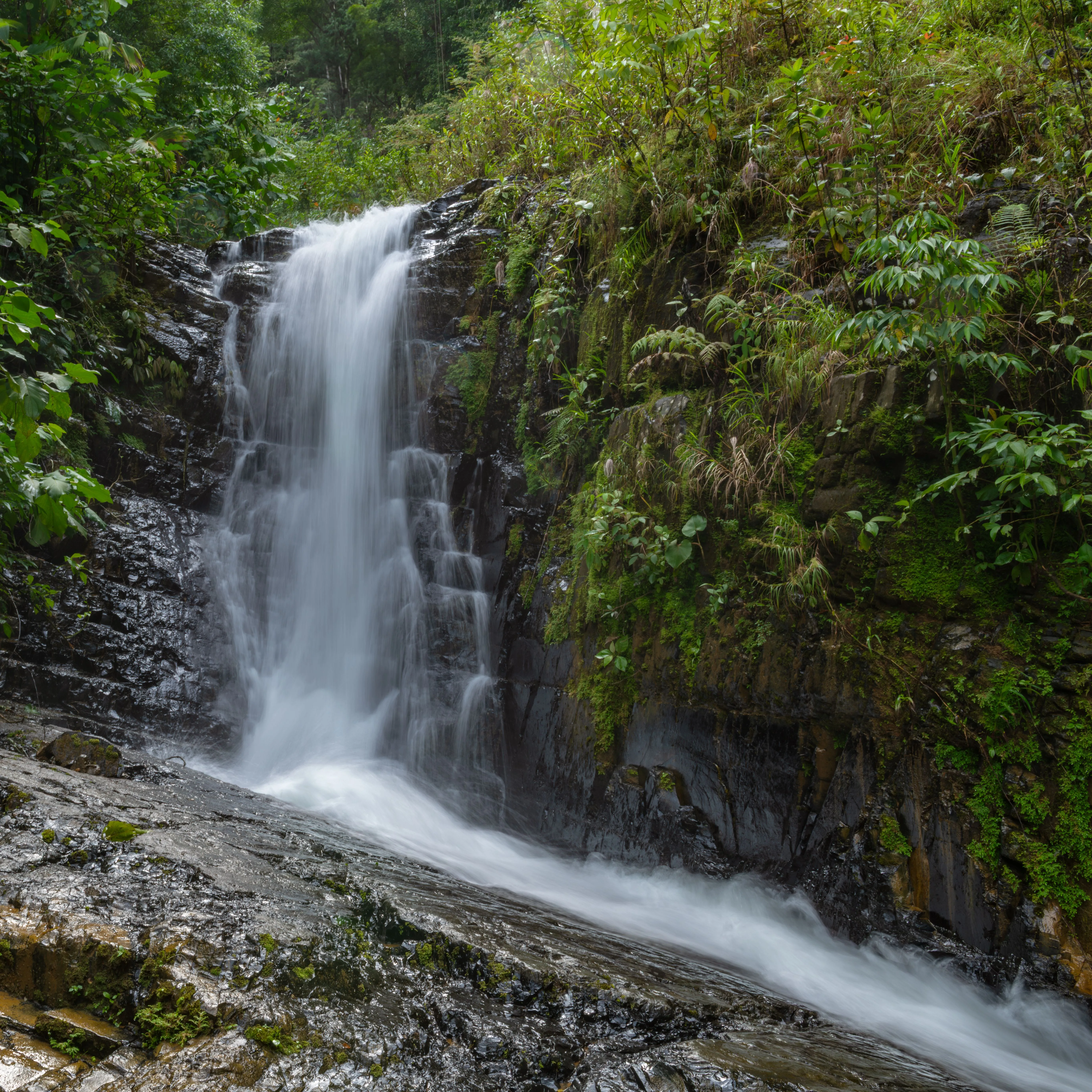 Cascading waterfall in lush tropical rainforest