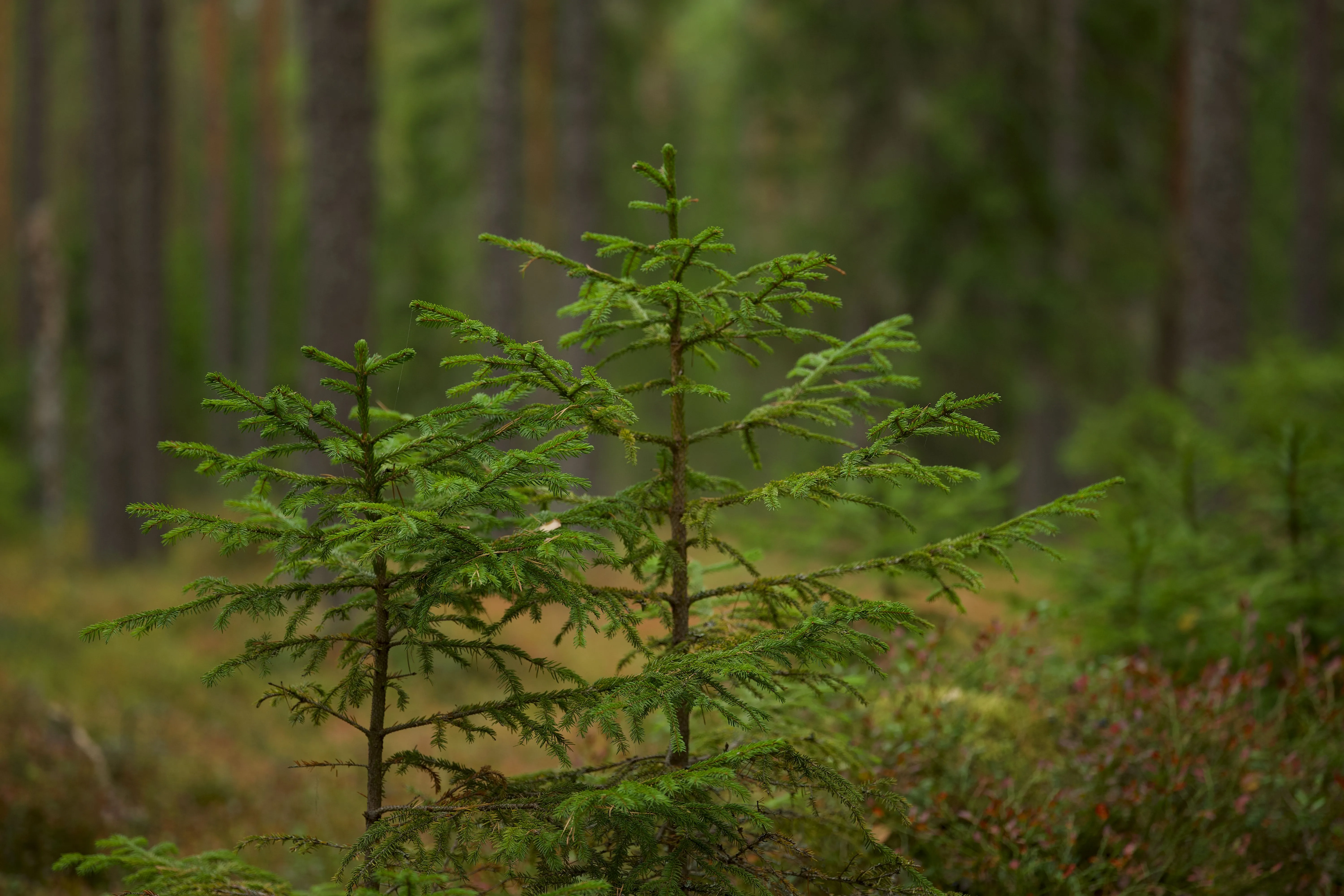 Reforestation